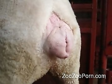 Top zoo Porn