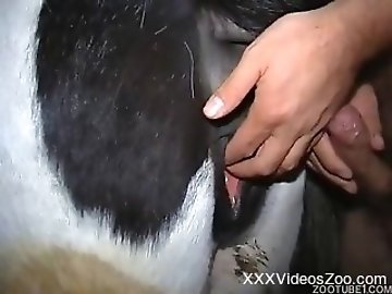 Horse Sex Free